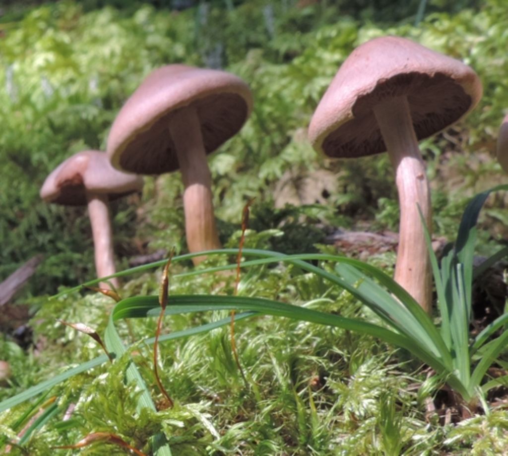 Piccolo cortinarius?